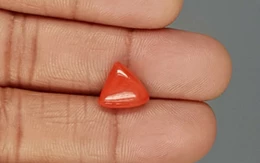 Italian Red Coral -  4.07 Carat Limited - Quality TC 5245