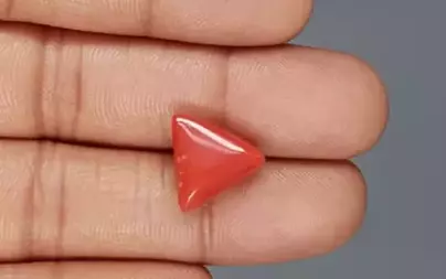 Italian Red Coral - 8.01 Carat Limited-Quality TC-5321