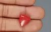 Italian Red Coral - 10.40 Carat Limited-Quality TC-5324