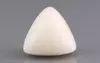  Italian White Coral - 15.55 Carat Limited Quality TWC-22060