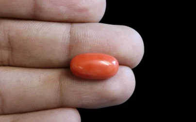 Red Coral - CC 5690 (Origin - Italy) Rare - Quality