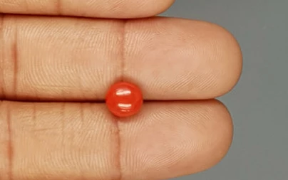 Red Coral - 1.72 Carat Limited - Quality CC 5749