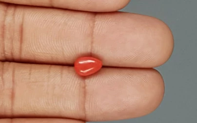 Red Coral - 1.54 Carat Limited - Quality CC 5755