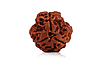 natural-3-mukhi-nepali-rudraksha-6660.jpg