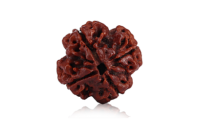 natural-4-mukhi-nepali-rudraksha-342.jpg