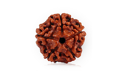 natural-5-mukhi-nepali-rudraksha-7165.jpg