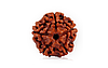 natural-5-mukhi-nepali-rudraksha-7165.jpg