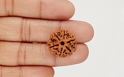 natural-6-mukhi-nepali-rudraksha-48427.jpg