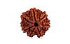 natural-7-mukhi-nepali-rudraksha-72247.jpg