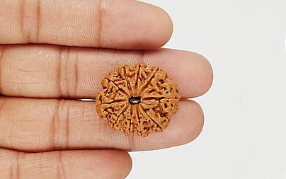 natural-10-mukhi-nepali-rudraksha-66966.jpg