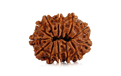 natural-12-mukhi-nepali-rudraksha-60306.jpg