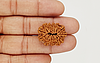 natural-12-mukhi-nepali-rudraksha-95102.jpg