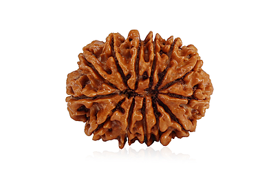 natural-13-mukhi-nepali-rudraksha-3162.jpg