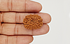 natural-14-mukhi-nepali-rudraksha-15357.jpg