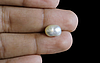 Pearl - SSP 8631 (Origin - Venezuela) Limited - Quality