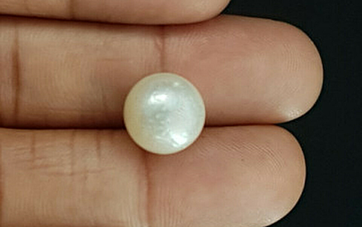 Pearl - SSP 8655 Prime - Quality 11.22- Carat