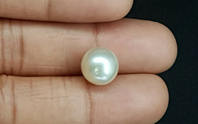 Pearl - SSP 8664 Prime - Quality 8.51 - Carat