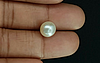 Pearl - SSP 8665 Prime - Quality 5.76 - Carat