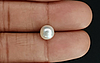 Pearl - SSP 8702 Prime - Quality 3.13 - Carat