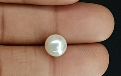 Pearl - SSP 8724 Prime - Quality 4.73 - Carat