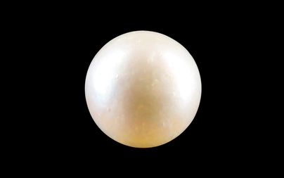 Pearl - SSP 8725 Prime - Quality 3.83 - Carat