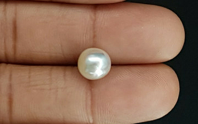 Pearl - SSP 8728 Prime - Quality 4.54 - Carat