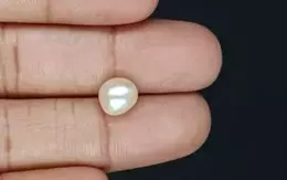 Venezuela Pearl - 3.31 Carat Limited Quality  SSP-8782