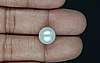 South Sea Pearl - 7.75 Carat Prime Quality  SSP-8844