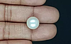 South Sea Pearl - 10.91 Carat Prime Quality  SSP-8854