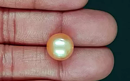 South Sea Pearl - 11.54 Carat Prime Quality  SSP-8884