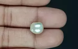 Japanese Keshi Pearl - 6.60 Carat Prime Quality  SSP-8901