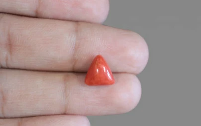 Red Coral - TC 5177 (Origin - Italy) Prime - Quality