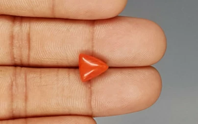 Italian Red Coral - 3.36 Carat Prime Quality TC 5241