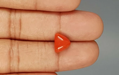 Italian Red Coral - 3.31 Carat Limited-Quality TC-5259