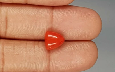 Italian Red Coral - 3.38 Carat Limited-Quality TC-5265