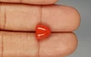 Italian Red Coral - 3.38 Carat Limited-Quality TC-5265