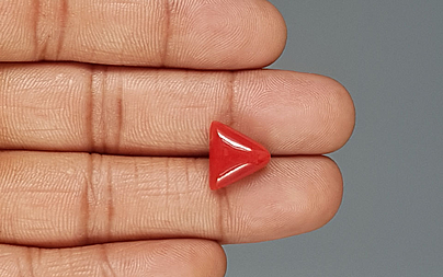 Italian Red Coral - 6.25 Carat Rare Quality TC-5354