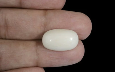  White Coral - WC 7576 (Origin-Italian) Prime - Quality